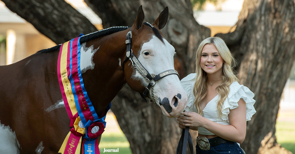 Ideal Series-American Paint Horse - NE