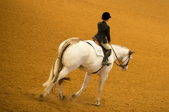 An AjPHA member competing on their Paint horse.