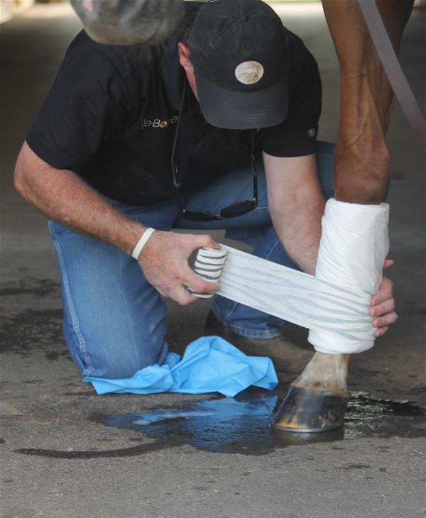 Daily attention to your horse's health can mean early prevention of serious problems.