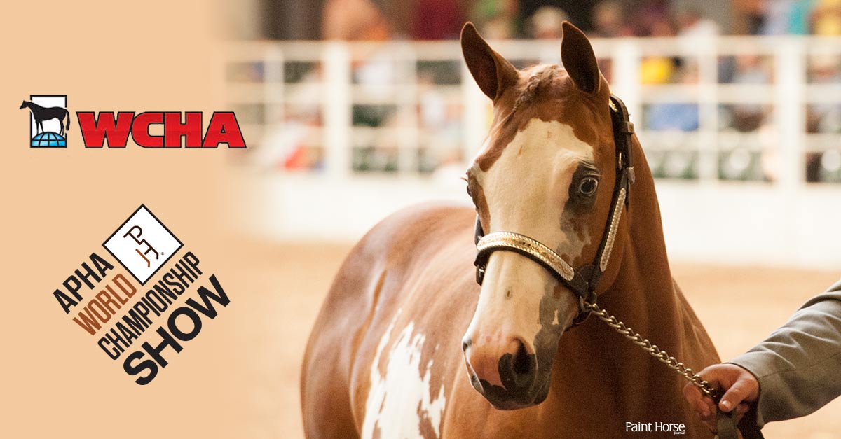 WCHA Breeder’s Championship and Big Money Futurities coming to the APHA