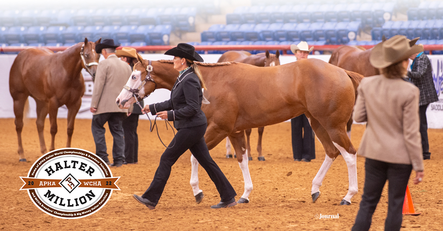 Expanded Gold Breeders' Futurity classes mean more opportunities to win at the 2022 Halter Million