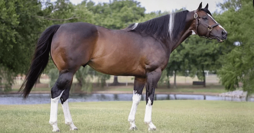 CRM Livewire ascends to $5 Million Paint Racing Sire status
