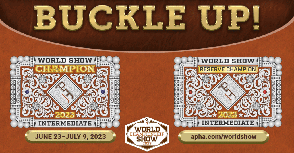 Buckles Galore—65 Intermediate Classes at the 2023 APHA World Show means more ways to win