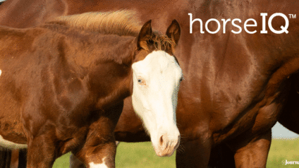 Broodmare & Foal Care