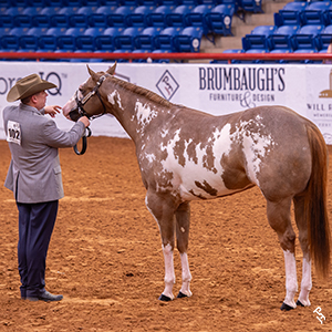 Halter exhibitors showcase their Paint Horse at the Halter Million event.