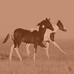 Two Paint Horses running through a field.