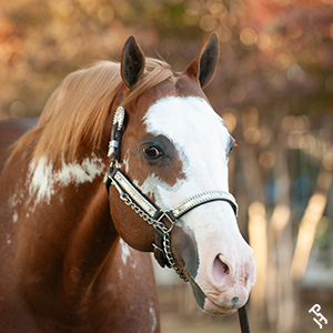 APHF Hall of Fame Inductee, Zippos Sensation.