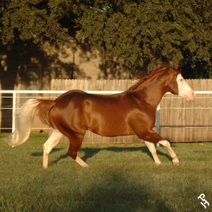 APHA Hall of Fame Horse, Gunner.