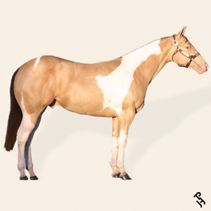 A Paint Horse with an Amber Champagne coat color.