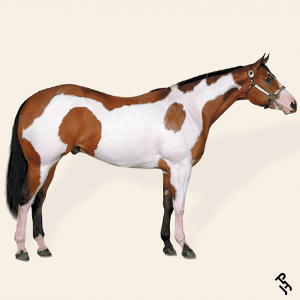 A Paint Horse with a Bay coat color.