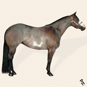 A Paint Horse with a Bay Roan coat color.