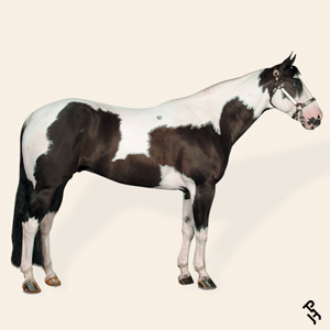 A Paint Horse with a Black coat color.