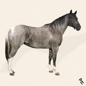 A Paint Horse with a Blue Roan coat color.