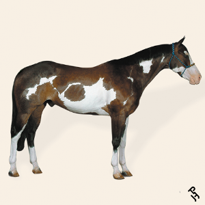 A Paint Horse with a Brown coat color.