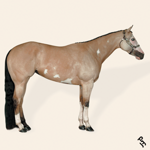 A Paint Horse with a Buckskin coat color.