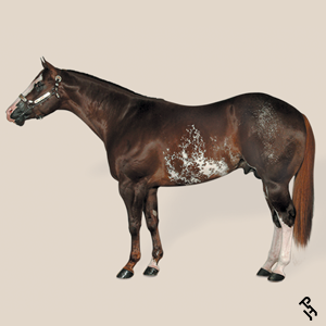 A Paint Horse with a Chestnut coat color.