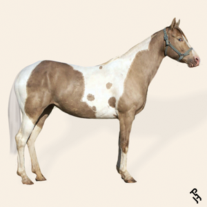 A Paint Horse with a Classic Champagne coat color.