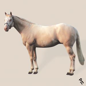 A Paint Horse with a Cremello coat color.