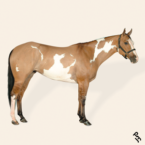 A Paint Horse with a Dun coat color.