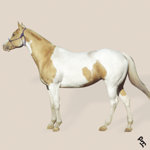 A Paint Horse with a Gold Champagne coat color.