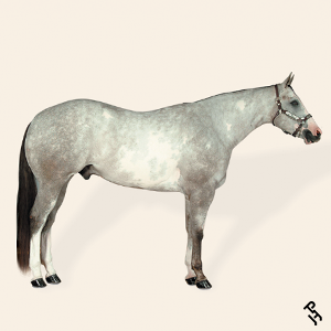 A Paint Horse with a gray coat color.