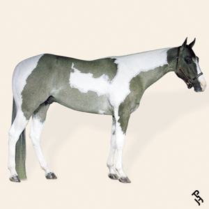 A Paint Horse with a Grulla coat color.