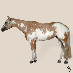 A Paint Horse with a Palomino coat color.