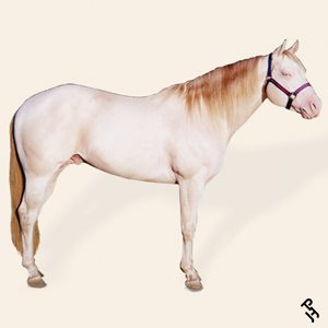 A Paint Horse with a Perlino coat color.