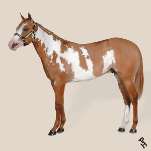 A Paint Horse with a Red Dun coat color.