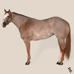 A Paint Horse with a Red Roan coat color.