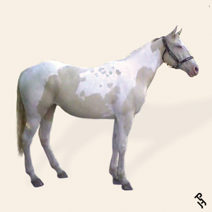 Paint Horse with a Smoky Cream coat color.