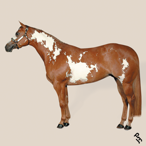 A Paint Horse with a Sorrel coat color.