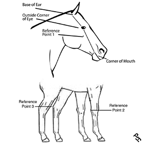 A diagram showing the qualifying areas for white on a Paint Horse.