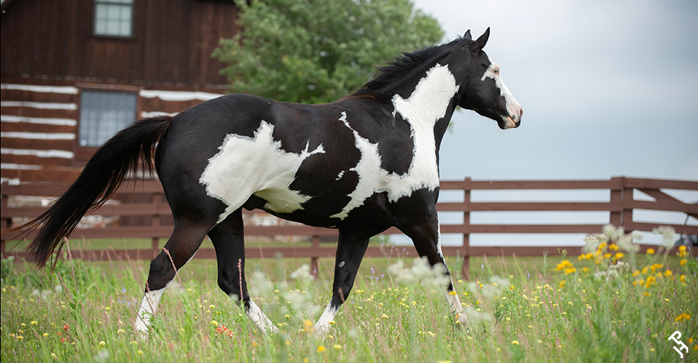 A Paint Horse running through a field.