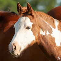 Paint Horse, FFHighMaintenance.