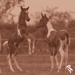 Two Paint Horse foals playing.