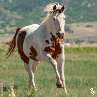 A Paint Horse galloping through a field.