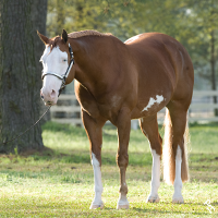 Paint Horse, HesaSuperCajun.