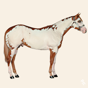 A Paint Horse with an Overo pattern.