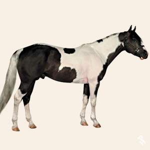 A Paint Horse with a Tobiano pattern.