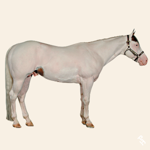 A Paint Horse with a Tovero pattern.