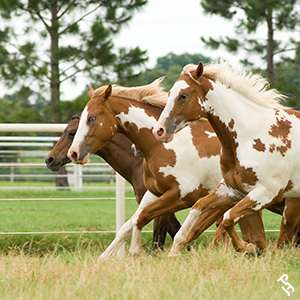 Three Paint Horses running through a pasture.