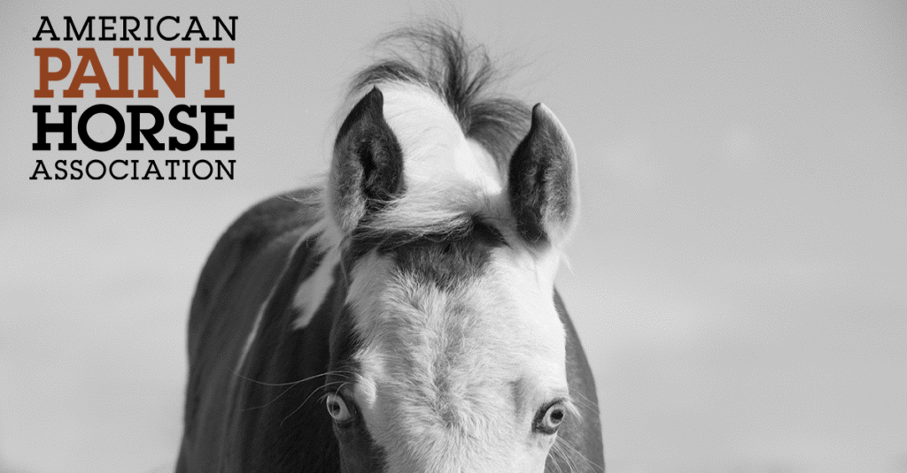 A Paint Horse foal with its ears up.