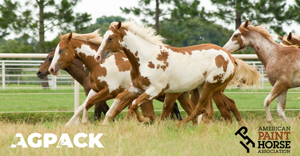 Paint Horses with the AgPack logo.