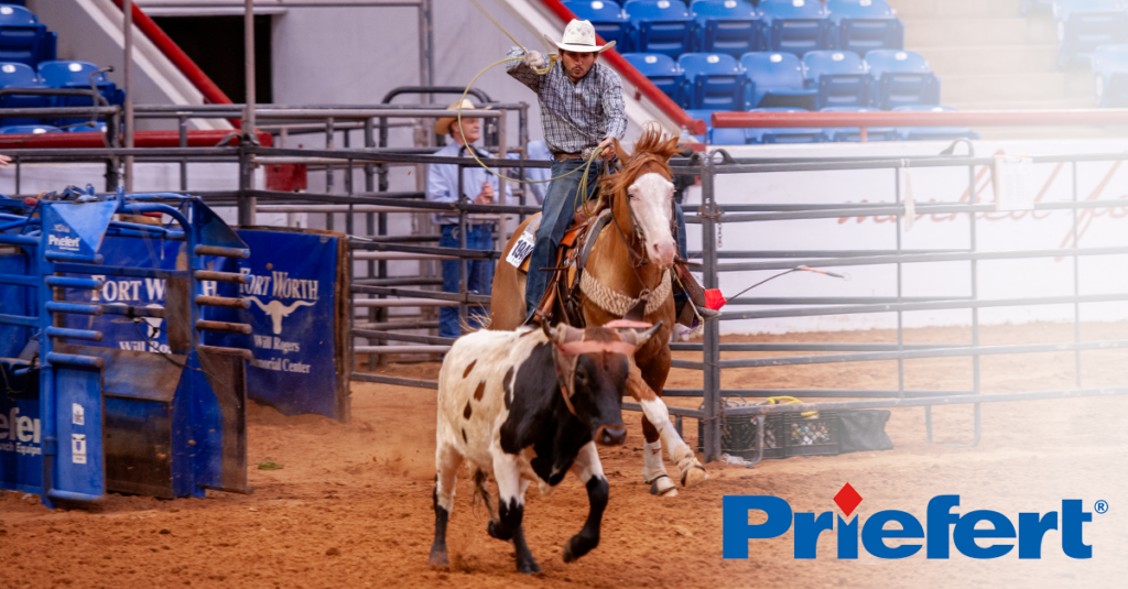 A roper on a Paint Horse coming out of a Priefert chute.