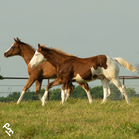 Two paint foals running in a field.