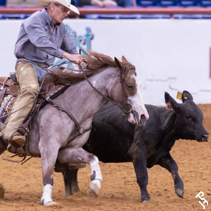 A Paint Horse going down the fence at an NRCHA event.