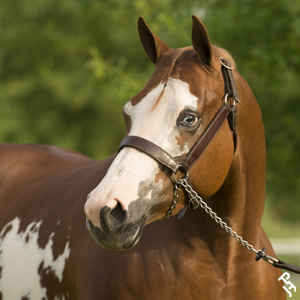 A Paint Horse portrait.