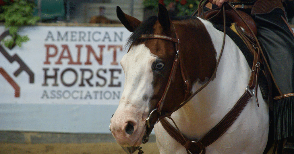 A Paint Horse showing at EuroPaint with the APHA logo in the background.