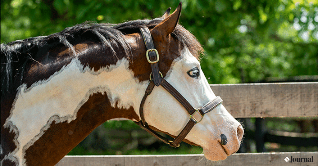 A flashy Paint Horse in a halter.